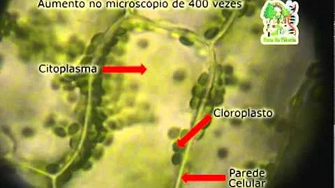 Como acontece a ciclose?