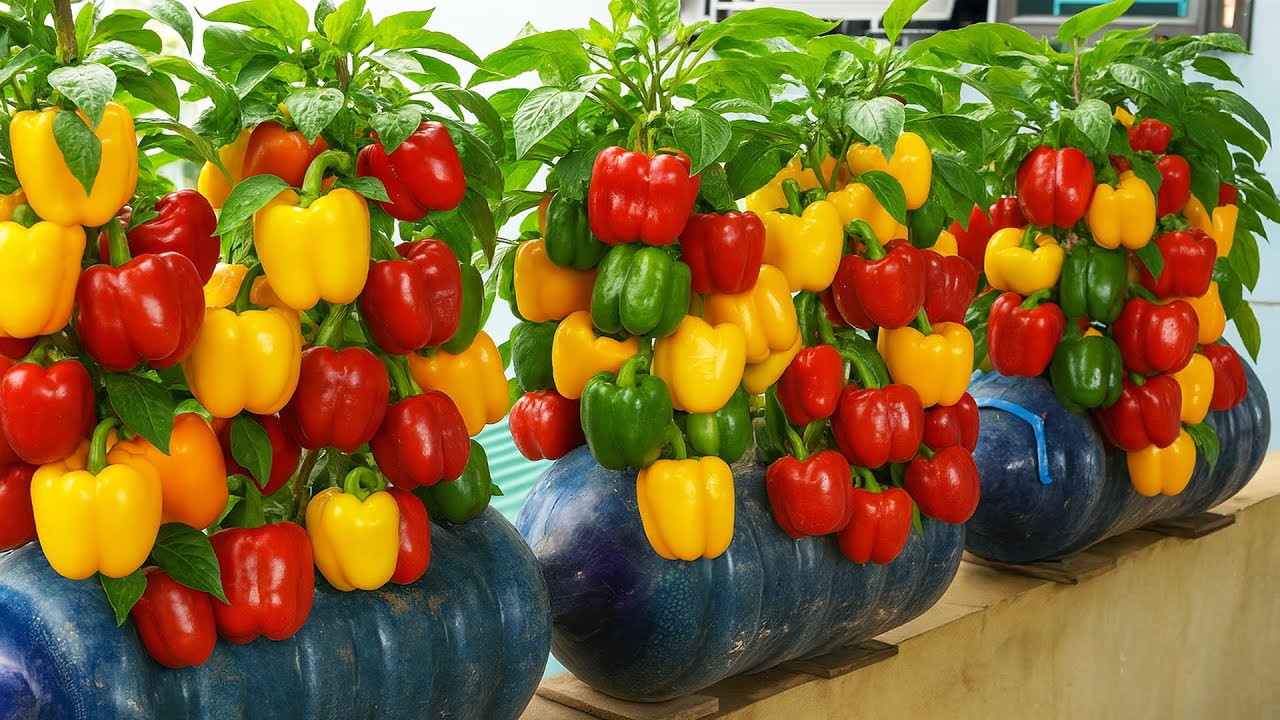GROW Massive Tomatoes FAST With This One Simple Secret!