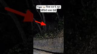 Tiger on Camera in Jim Corbett Night Drive | Tiger on Road | Tiger in Night #tigerattack #shorts