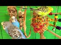 11 hours of budgie sounds for lonely birds