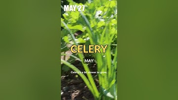 Celery Growing Secrets: How to Keep It Moist and Healthy #garden #gardening #gardeningtips