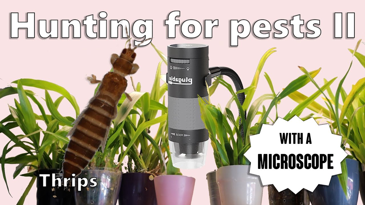 Pests under the microscope - Thrips