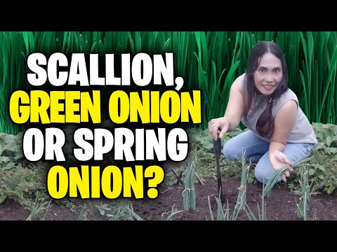 Scallions,Green Onions or Spring Onions - What&rsquo;s the Difference? The Health Benefits  + Onion Garden