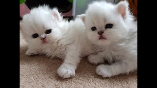 Persian Kittens  From birth to new homes VLOG #5