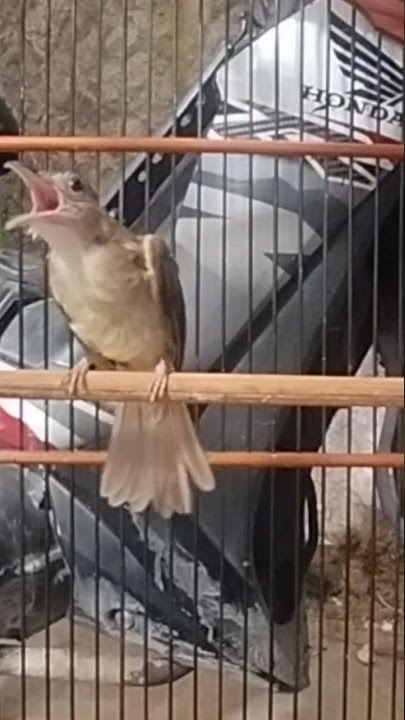 KAPAS TEMBAK SUPER GACOR BUKA EKOR