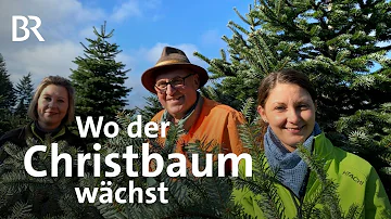 Der Weihnachtsbaum: Von der Plantage bis zum Christbaum-Schmuck | Unter unserem Himmel | Doku | BR