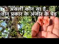 अंजीर/Fig के तीन प्रकार की प्रजाति  के पेड़ की जानकारी | #anjeer #figs #information