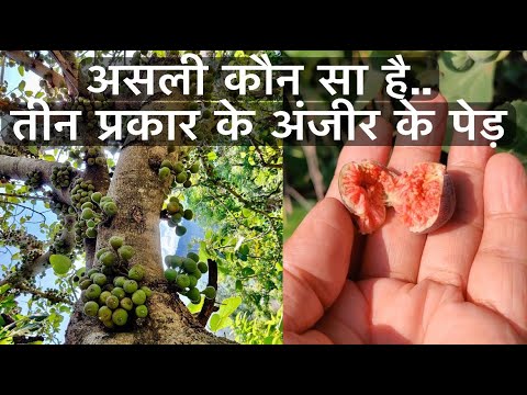 वीडियो: अंजीर का पेड़ किसका प्रतीक है?