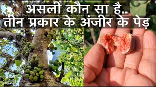 अंजीर/Fig के तीन प्रकार की प्रजाति  के पेड़ की जानकारी | #anjeer #figs #information