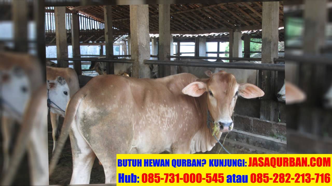 Jual Hewan Qurban Kurban Kambing Sapi Domba Murah Online di Jakarta