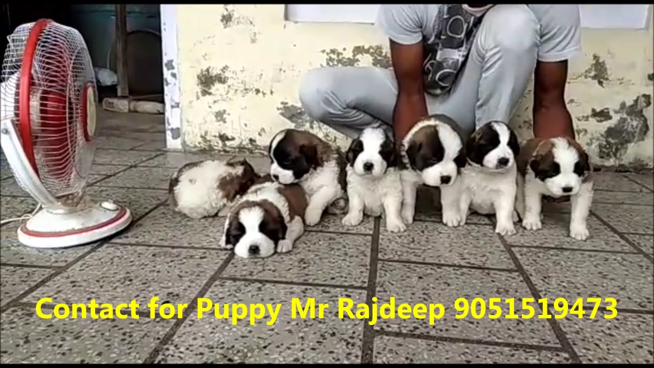 love puppy pics Flubby St. Bernard Puppies For Sale l Contact 9051519473 l Price Rs 30000
