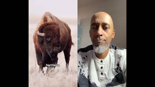 BISON are the definition of of #FAAFO #DatzYoAzz #Bison #StopPlayin #BackUp #Shorts