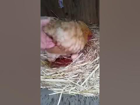 Pissed off chicken - YouTube