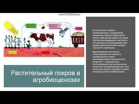 9 класс. Агробиоценоз как искусственное сообщество организмов