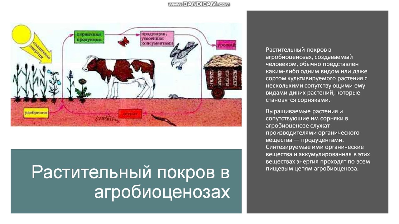 9 класс. Агробиоценоз как искусственное сообщество организмов - YouTube