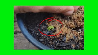 Germinación parte 3 - 15 días - 13/11/19
