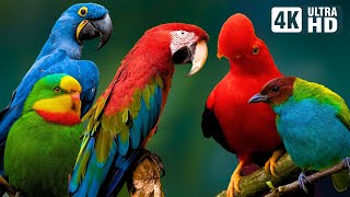 Rainforest Birds | Amazing Creatures | Calming Sounds | Soothing Melody of Beautiful Birds