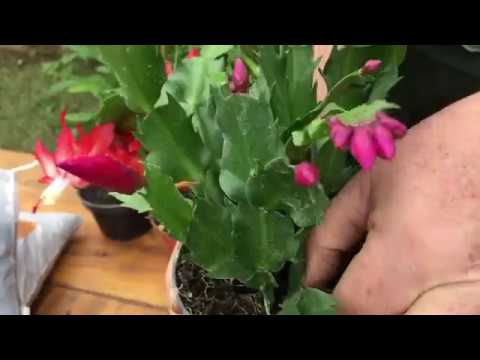 Vídeo: Continuamos A Preparar Mudas De Flores Para Maio