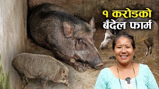 १ करोडको बँदेल फार्म घुमाउदै सुनिता गुरुङ - Wild boar husbandry in Nepal