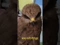 شکار شکارچی عقاب ه اشکار با عقاب پرندگان حیوانات صدای عقاب ها Sound Eagle Vairal Wildlife Eagles شکار شکارچی عقاب ه اشکار با عقاب پرندگان حیوانات صدای عقاب ها Sound Eagle Vairal Wildlife Eagles