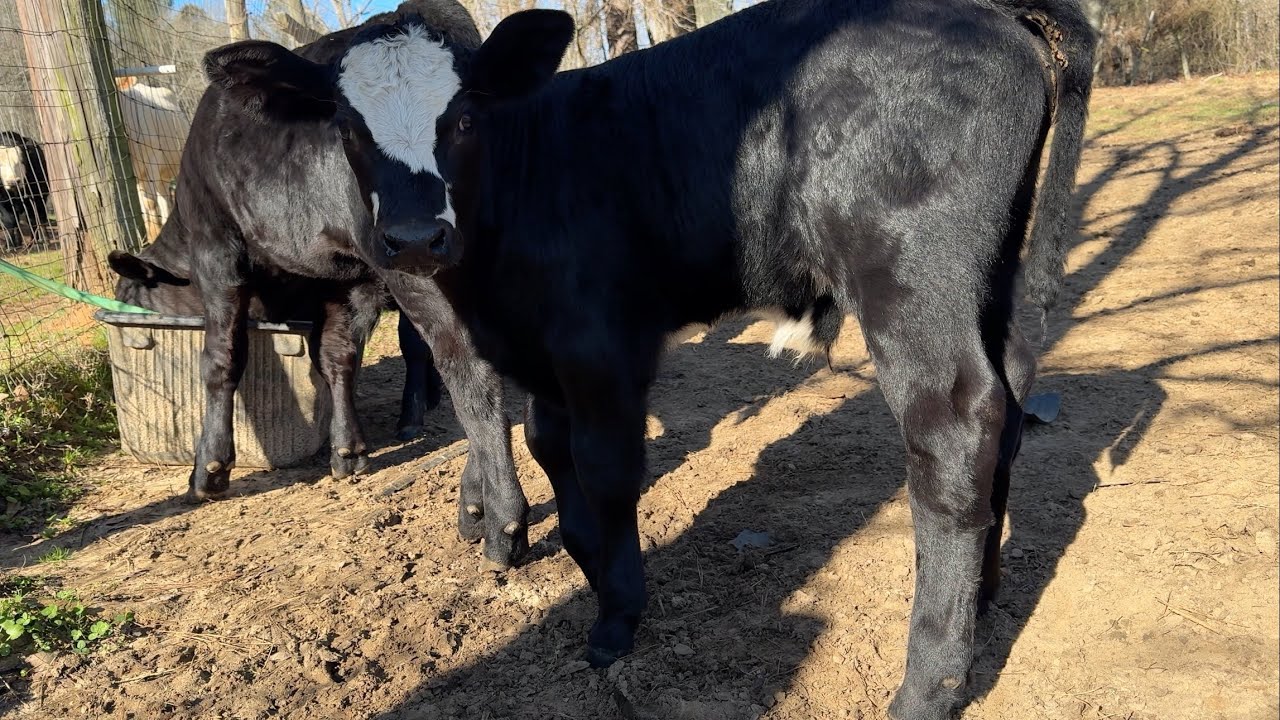 SSweet Potatoes Dried With Honey - YouTube Auto PHP Script