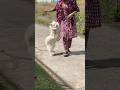Jimmy The King Shorts Pets Video Dog Viral Daily Video Subscribe Share 
