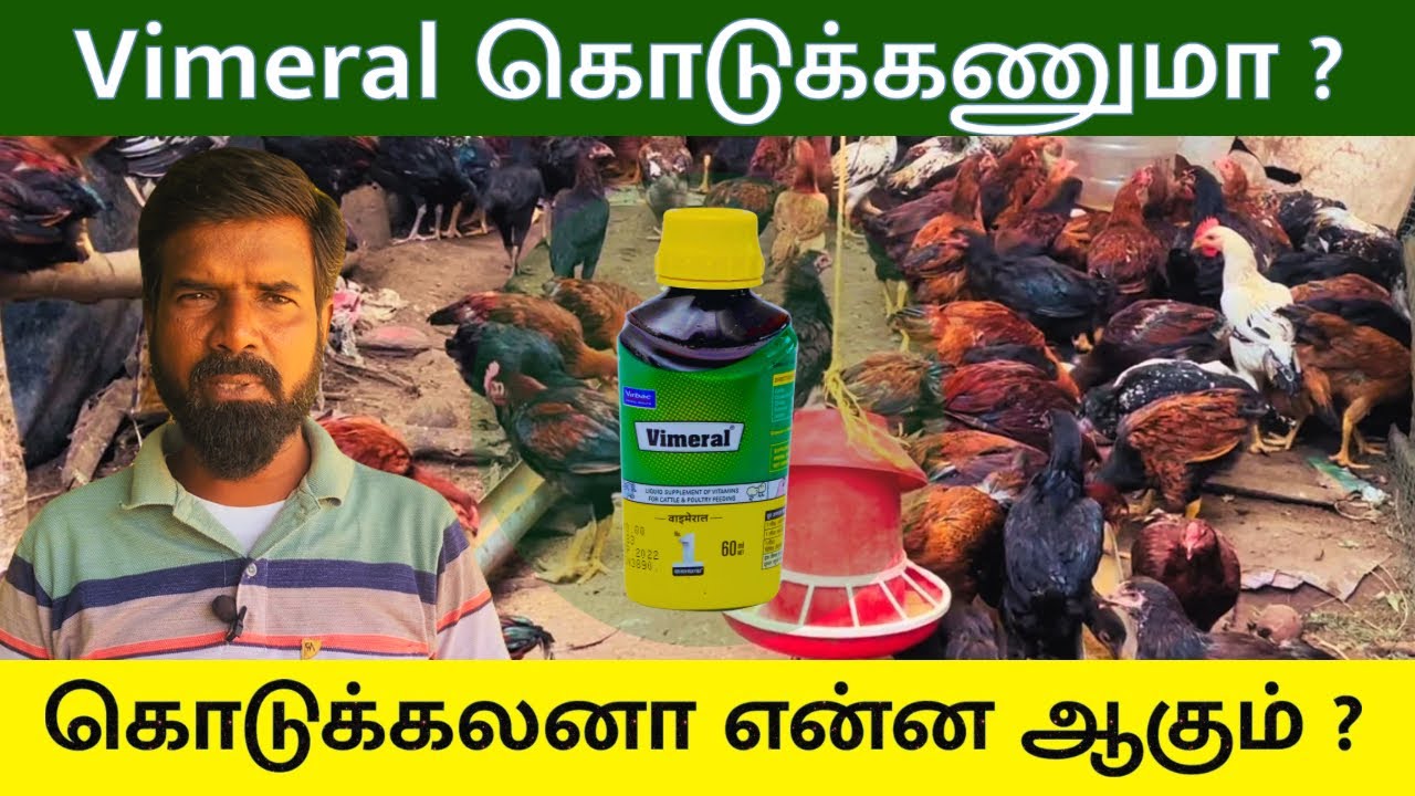 Should We Give Vimeral to Chicks ? | Here's What Happens If We Don't! | TAMIL | GUNA'S POULTRY