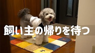 🐶 【観察】飼い主の帰りを待つ犬。 【dog】【toy poodle】