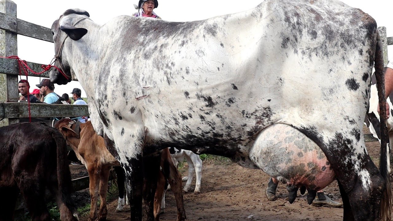 FEIRA DAS VACAS LEITEIRAS DE CAPOEIRAS PE. CANAL SIMAO PECUARISTA 22 09 23