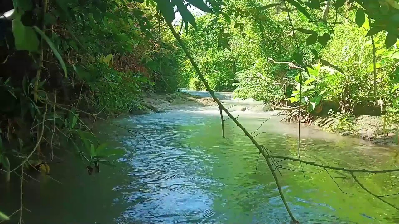 Water Sounds for Sleep or Focus | Gentle Forest River Flow & Stream Ambience