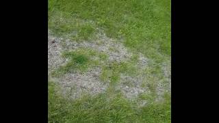 Chinch Bug Damage