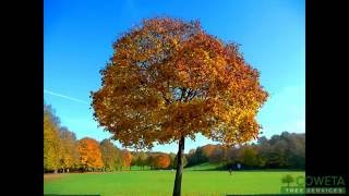 Newnan Ga Tree Trimming | Coweta Tree Services | Call Now For Estimate