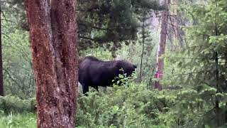 Juvenile Male Moose Joins a Family Camp Site and Eats His Breakfast as They Record