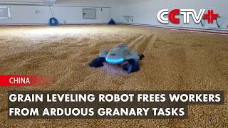 Grain Leveling Robot Frees Workers From Arduous Granary Tasks