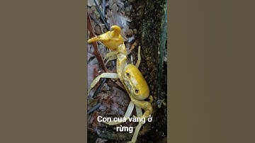 đi rừng mùa mưa #music