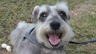 Little funny dog | Free Footage Without Copyright | Free Royalties