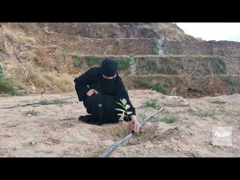 سارة المالكي تدير نزلا ريفيا وتنفذ برامج سياحية في محافظة الداير بـ جازان جنوب غرب السعودية 