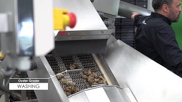 Cube Seafood - Oyster Grader