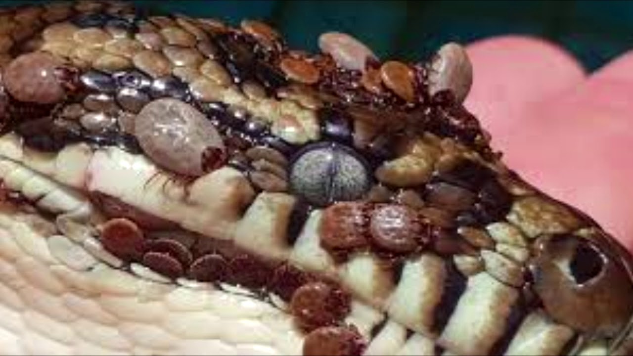 Python found with 500 ticks treated for anaemia - YouTube
