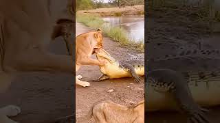 Mom Lion Fights Crocodile to Protect Her Cub