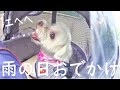 雨の日のおでかけ～ペットカート＆レインカバーでトリミングへ～元繁殖犬保護犬マルチーズのニコちゃん