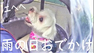 雨の日のおでかけ～ペットカート＆レインカバーでトリミングへ～元繁殖犬保護犬マルチーズのニコちゃん