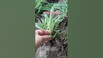 Cỏ lan chi ship cod toàn quốc 090.79.778.39 #dongthapstore