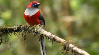 Luntur Kalimantan, menakjubkan didominasi warna merah cerah hanya ada di pegunungan Kalimantan