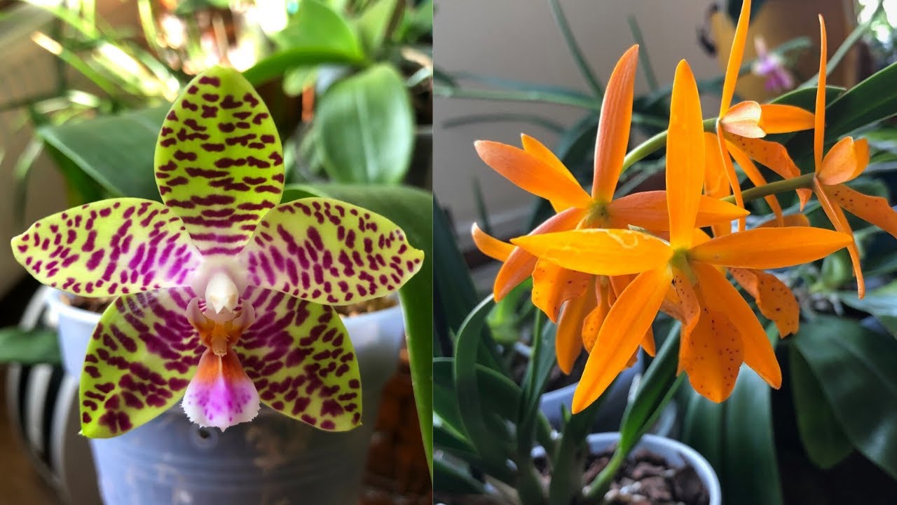 Storczyki kwitnące (i pachnące!) w moim domu 🪴🌸