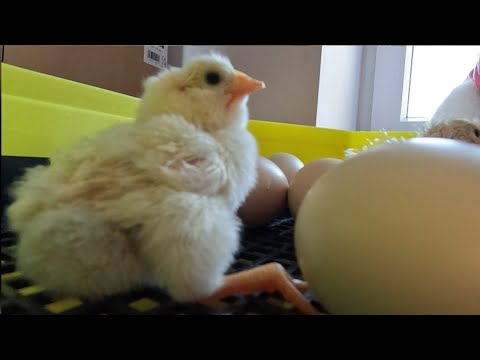 Co robić żeby wylęgało się dużo kurczaków? Trzecia ostatnia inkubacja 2021 | Odpowiadam na pytania