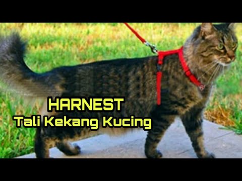 Video: Cara Mengikat Dengan Kucing Senior