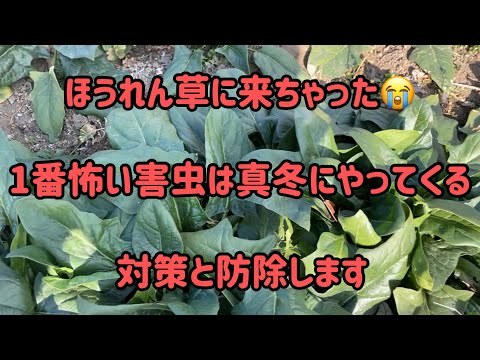 1番怖い害虫来た。真冬のほうれん草に