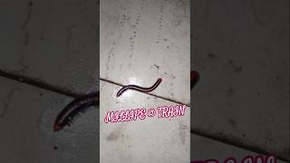 MILLIPEDE🐛THE TRAIN🚂#viral #train #millionsubscribers #kiteflying #viralvideo
