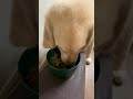 爆食パピーちゃん #ゴールデンレトリバー #puppy #goldenretriever